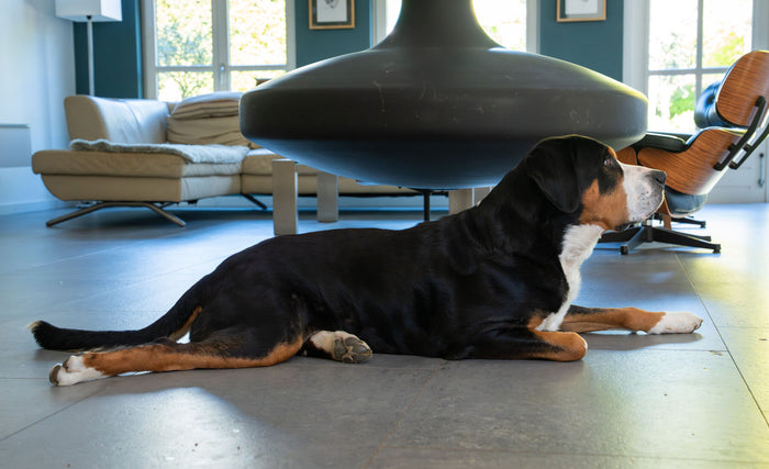 Hond ligt op de warme vloer